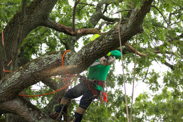 Trusted Mccord, OK Tree Removal Services Experts