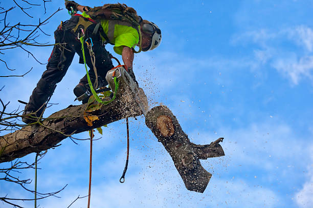 Best Tree Mulching  in Mccord, OK